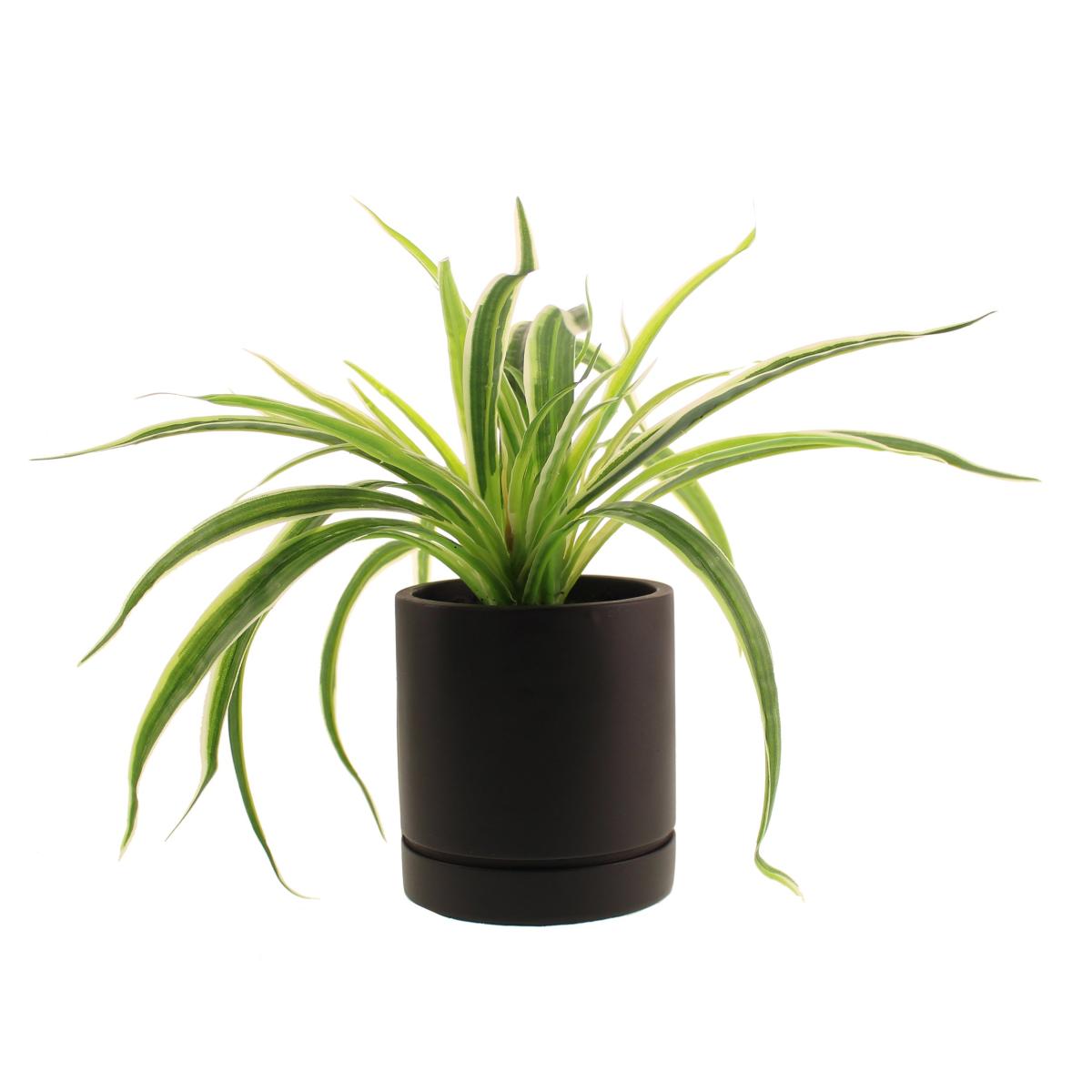Spider Plant in Black Cement Pot Green – image 4