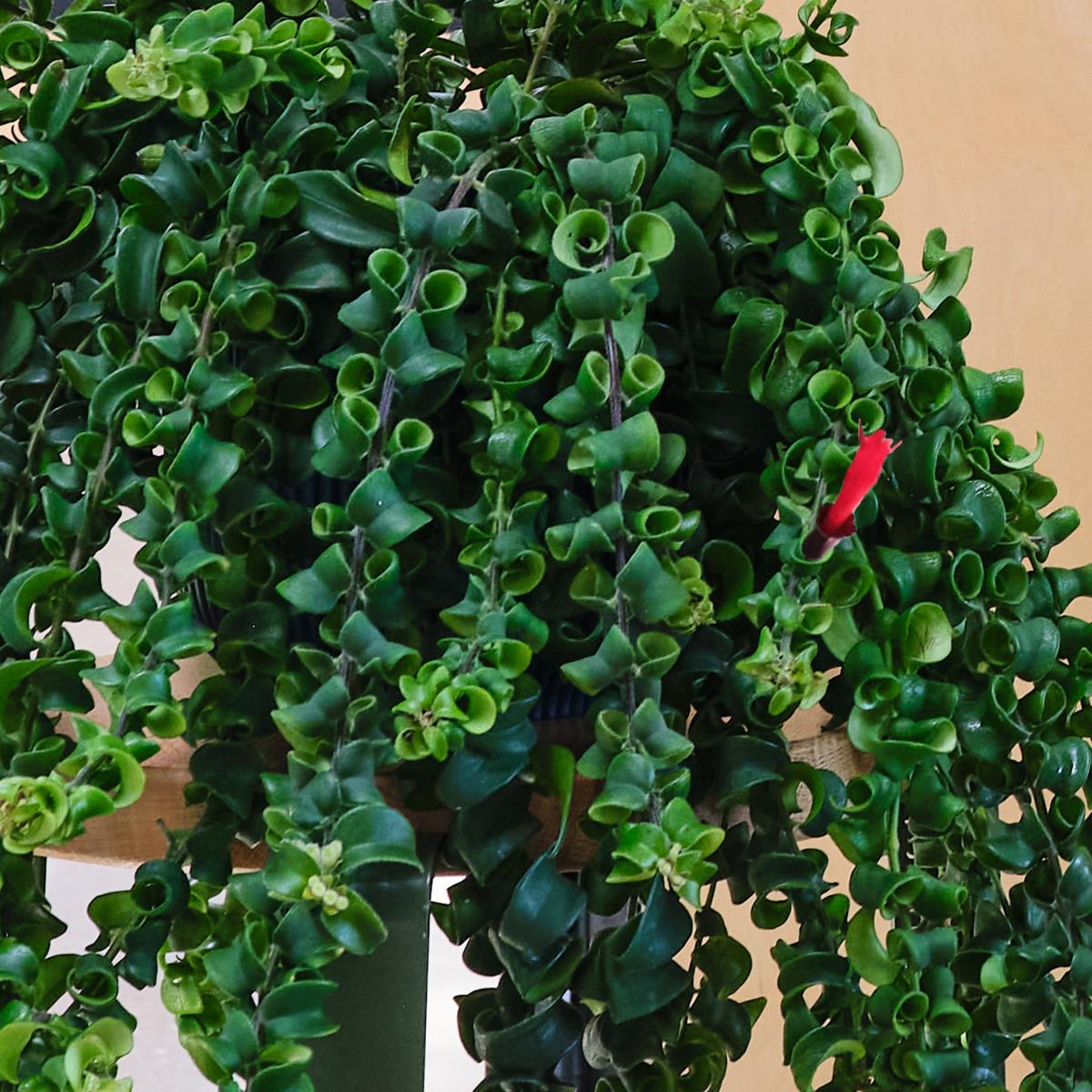 Hanging Potted House Plant Bundle MultiColoured – image 2