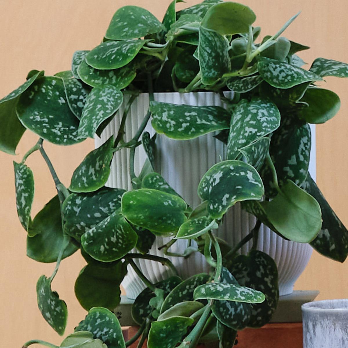 Hanging Potted House Plant Bundle MultiColoured – image 3