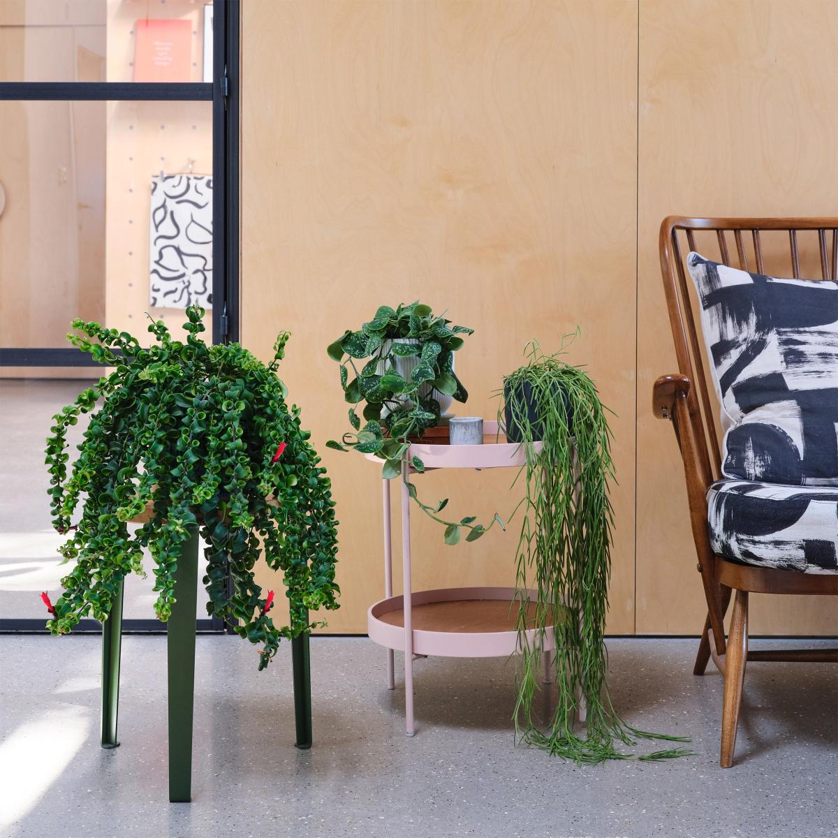 Hanging Potted House Plant Bundle MultiColoured – image 1