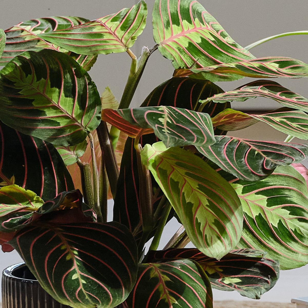 Pet Friendly Potted House Plant Bundle MultiColoured – image 2