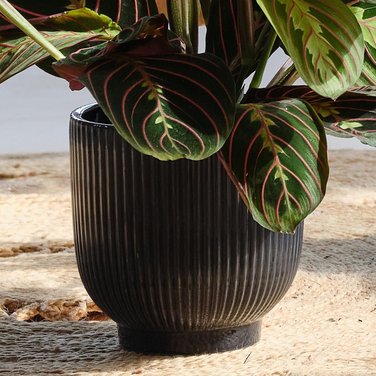 Pet Friendly Potted House Plant Bundle MultiColoured – image 3