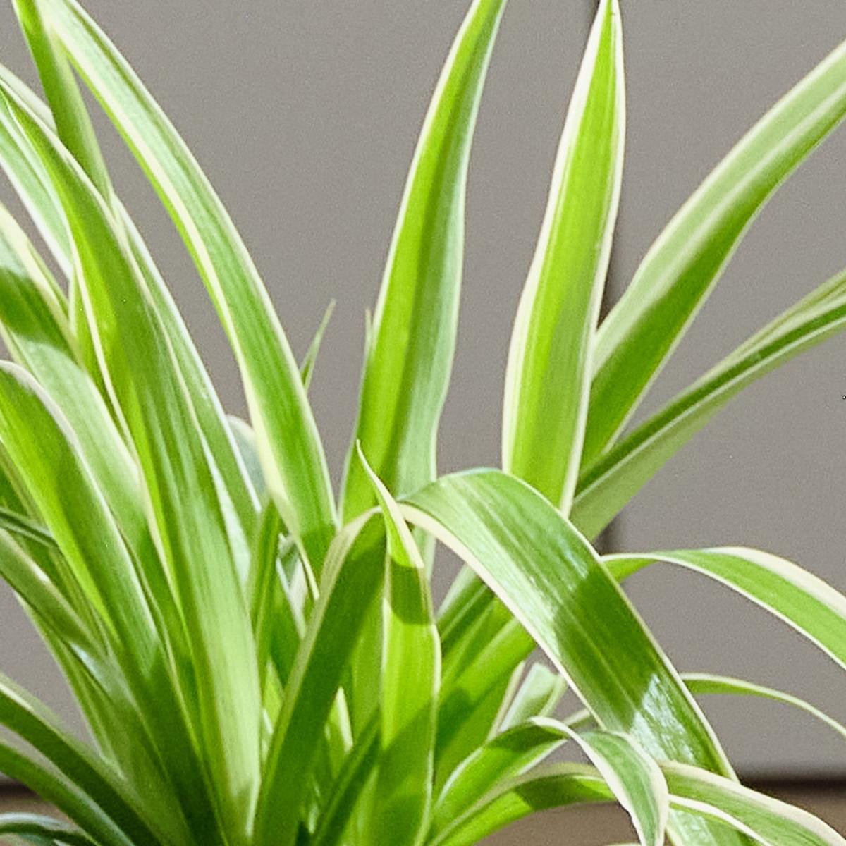 Pet Friendly Potted House Plant Bundle MultiColoured – image 4