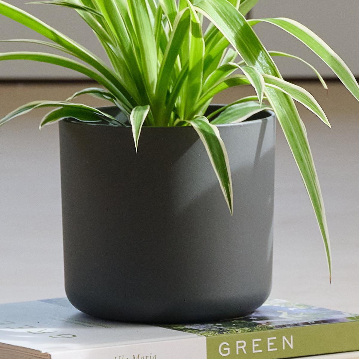 Pet Friendly Potted House Plant Bundle MultiColoured – image 5