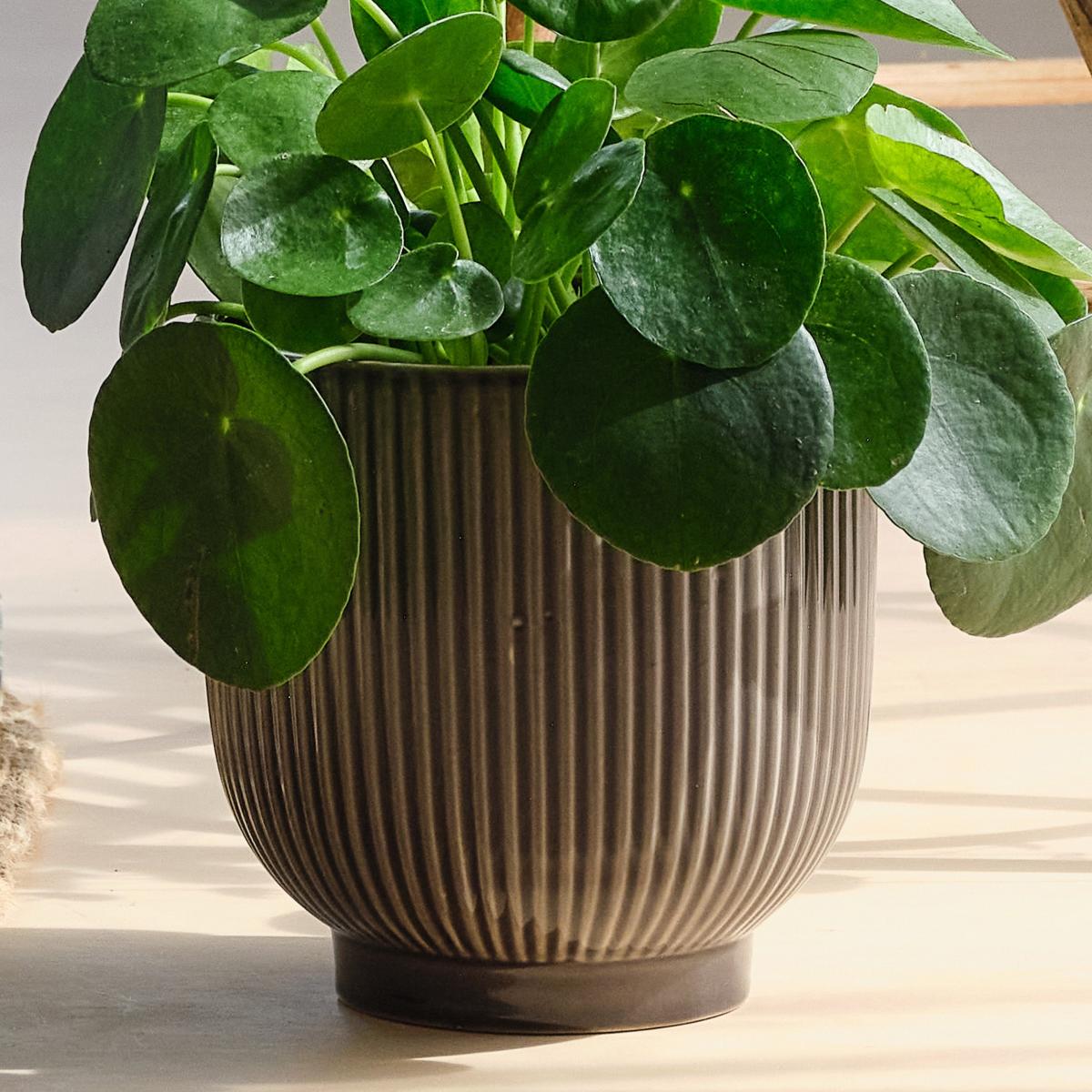 Pet Friendly Potted House Plant Bundle MultiColoured – image 7