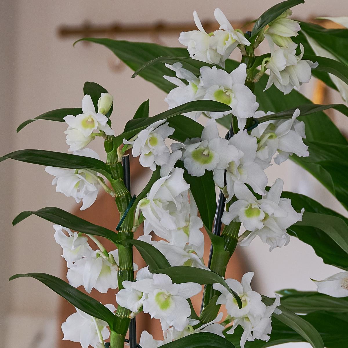 Beards & Daisies Blooming Beautiful Pair Dendrobium Peace Lily House Plant Green – image 2