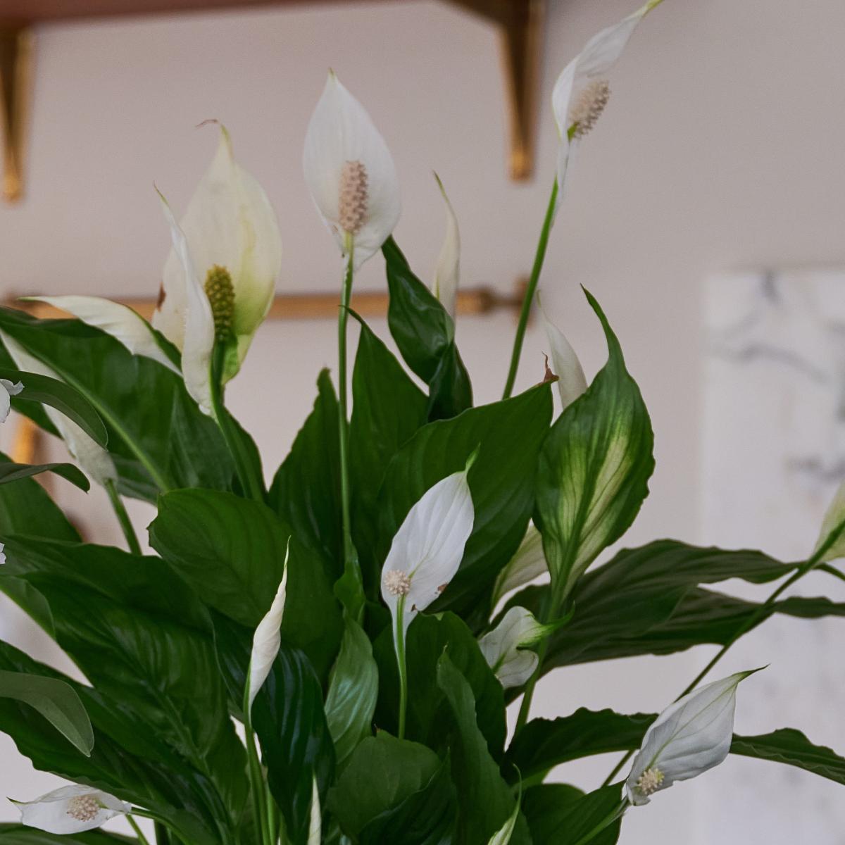 Beards & Daisies Blooming Beautiful Pair Dendrobium Peace Lily House Plant Green – image 3