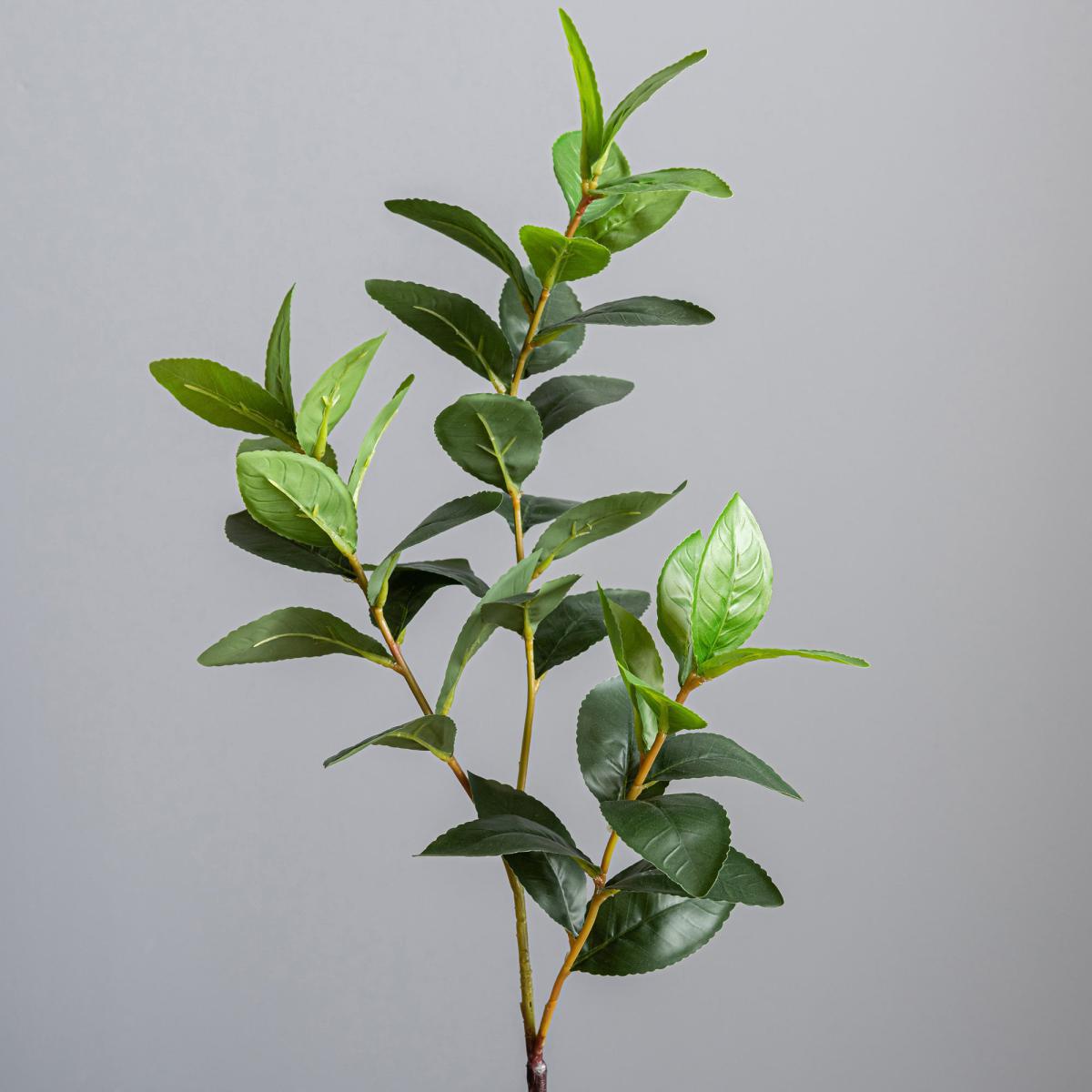 Lemon Leaf in Concrete Pot 59cm Green – image 2