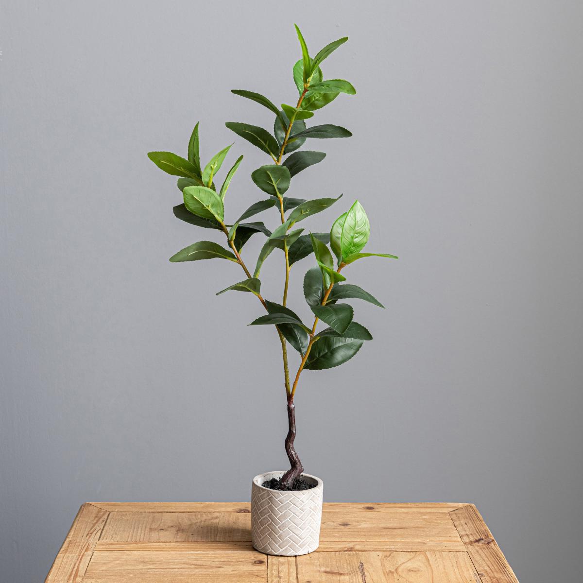 Lemon Leaf in Concrete Pot 59cm Green – image 4