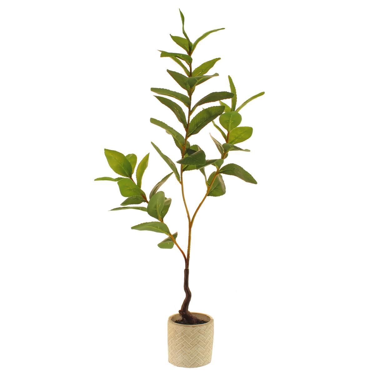 Lemon Leaf in Concrete Pot 59cm Green – image 5