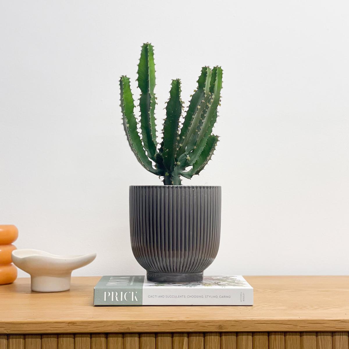 Beards & Daisies Euphorbia Triangularis House Plant in Ribbed Pot Ceramic Grey – image 2