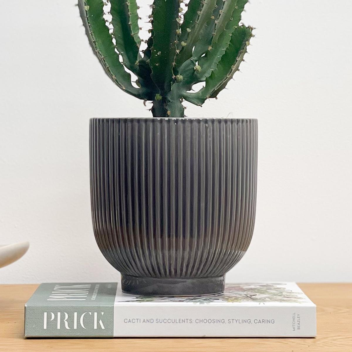 Beards & Daisies Euphorbia Triangularis House Plant in Ribbed Pot Ceramic Grey – image 3