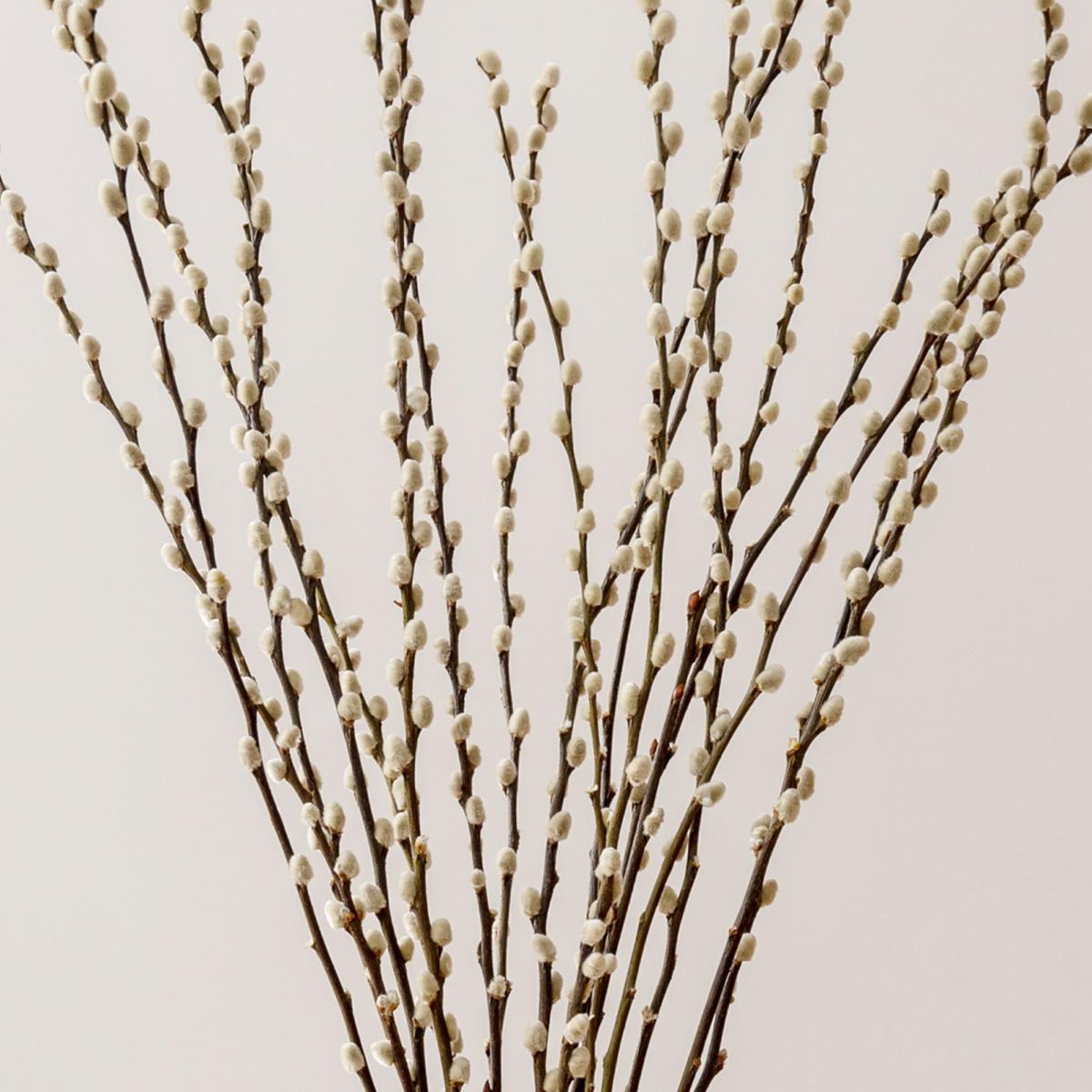 Salix Pussy Willow Stems Bouquet Brown – image 2