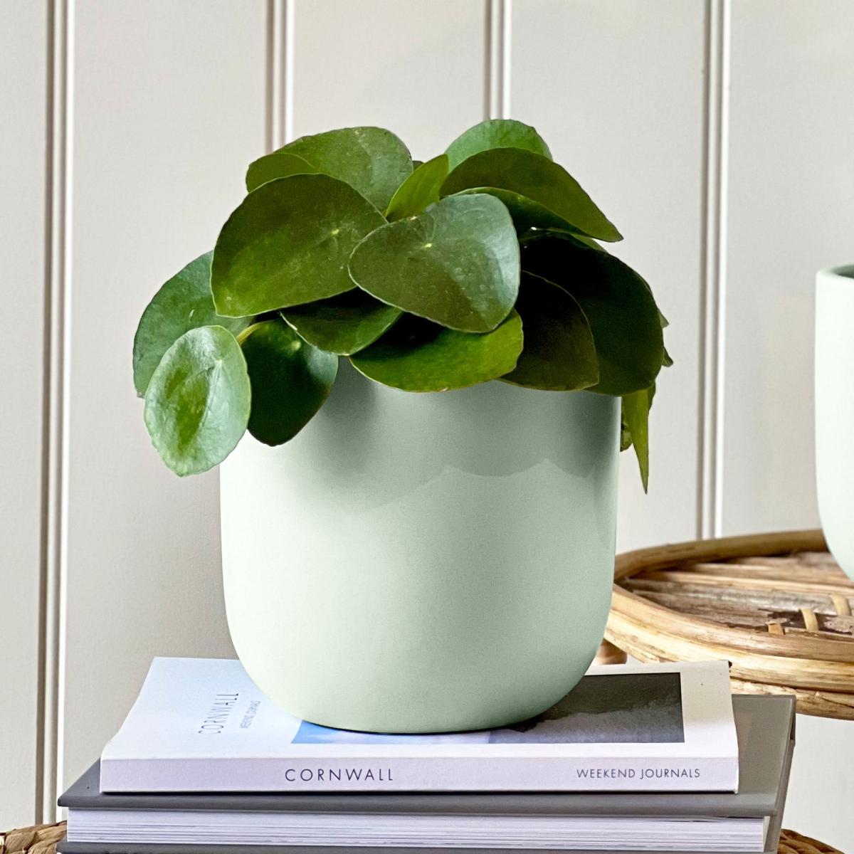 Good Fortune Potted House Plant Bundle Earthenware Pistachio – image 2
