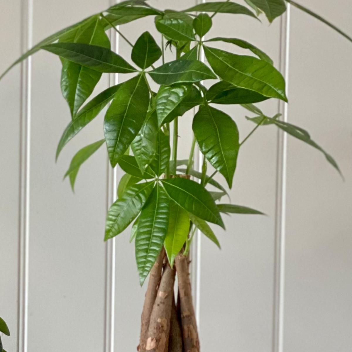 Good Fortune Potted House Plant Bundle Earthenware Pistachio – image 3