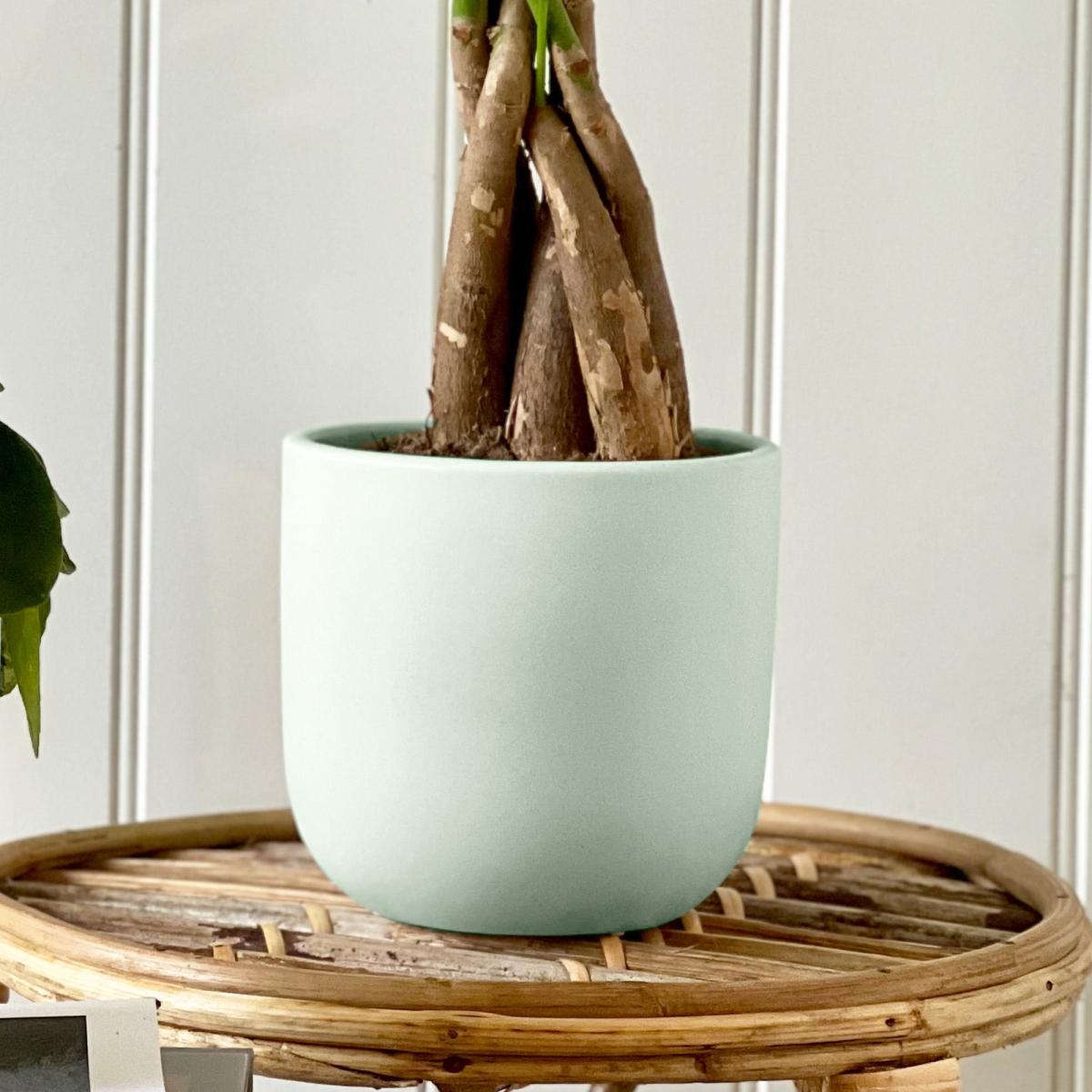 Good Fortune Potted House Plant Bundle Earthenware Pistachio – image 4