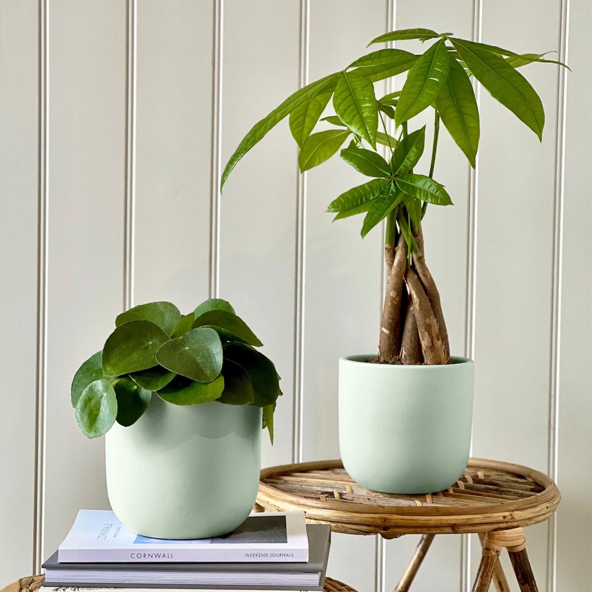 Good Fortune Potted House Plant Bundle Earthenware Pistachio – image 1