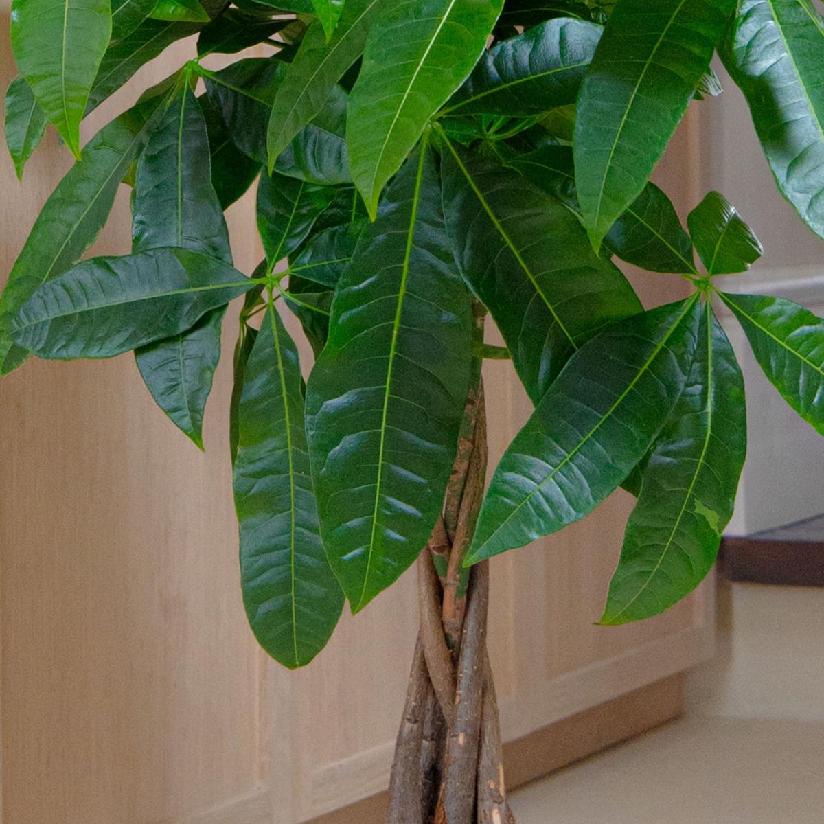 Money Tree House Plant in Seagrass Basket Natural – image 2