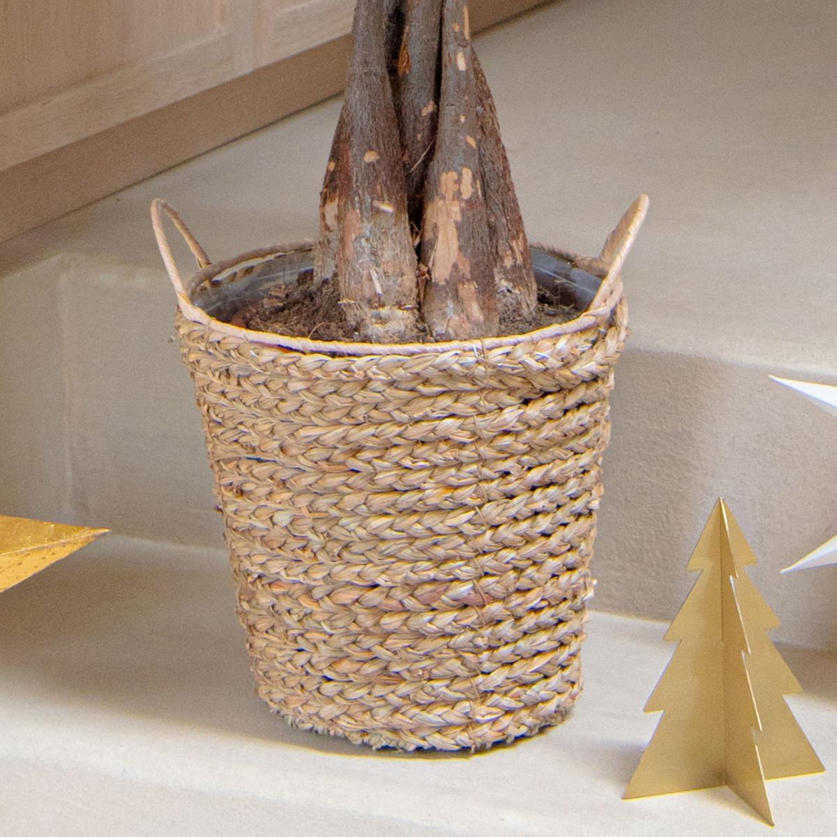 Money Tree House Plant in Seagrass Basket Natural – image 3