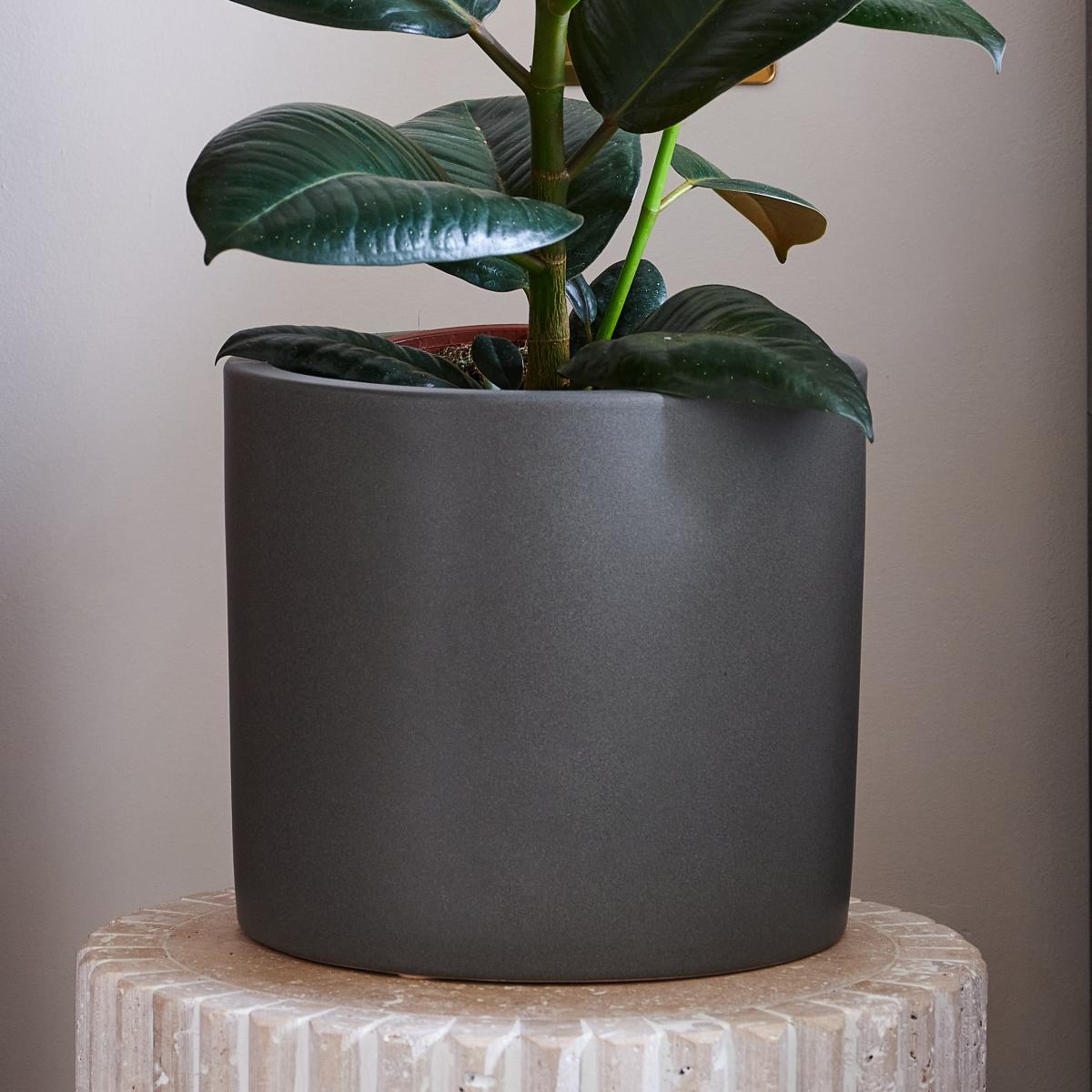 Beards & Daisies Rubber Plant House in Earthenware Pot Earthenware Graphite – image 3