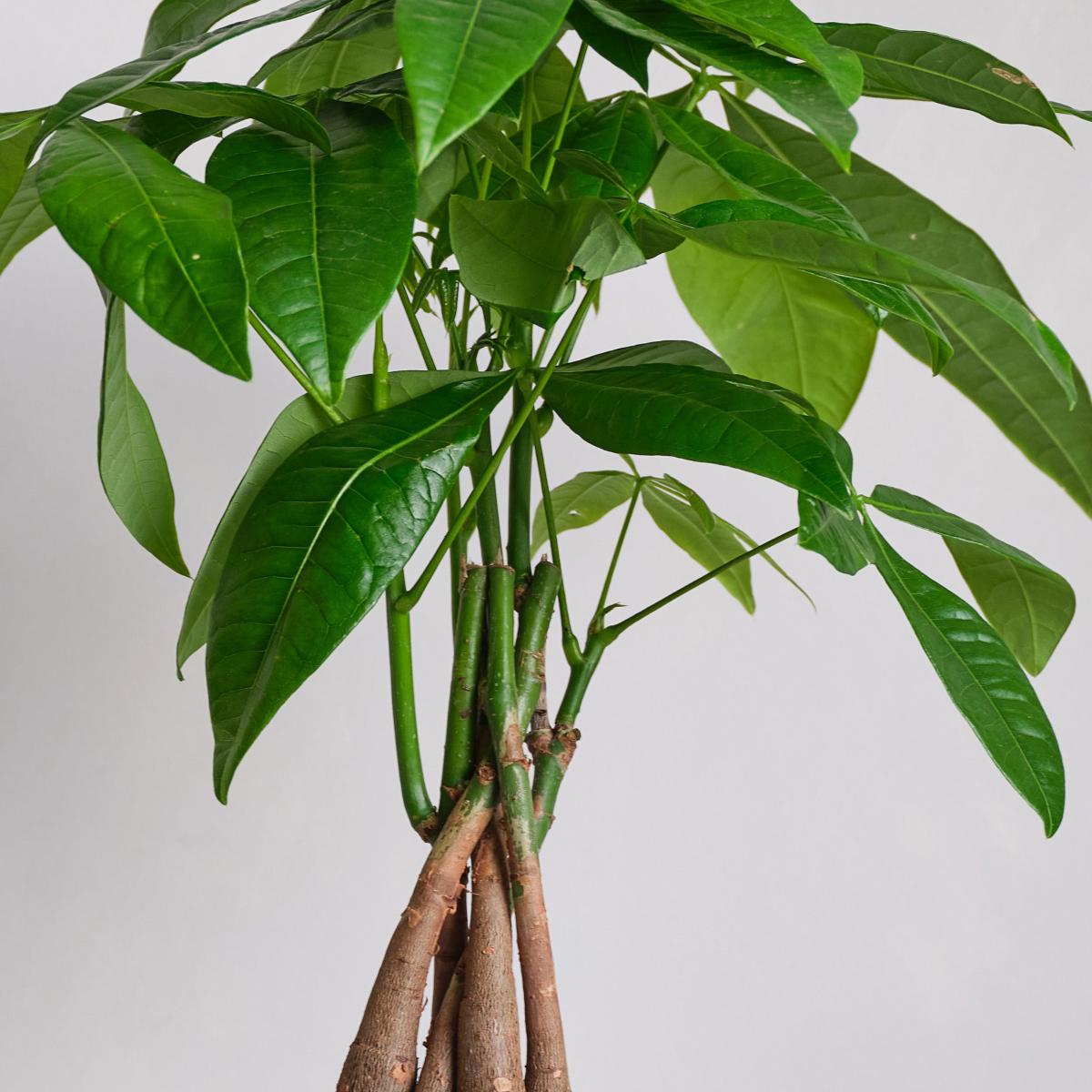 Money Tree House Plant in Capri Pot Ceramic Light Green – image 2