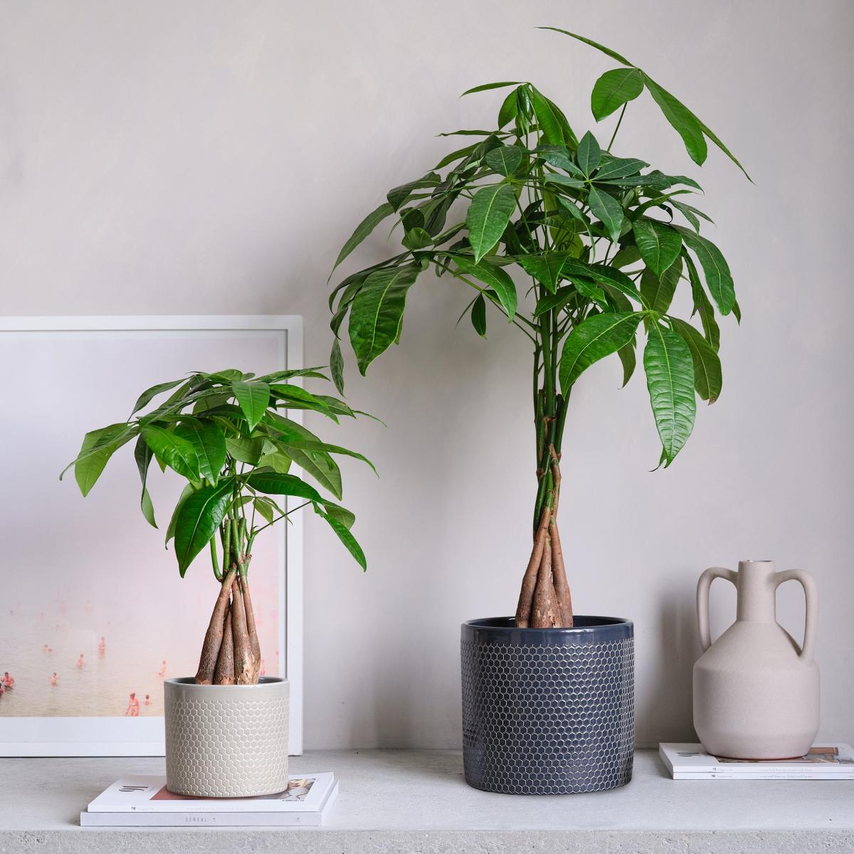 Money Tree House Plant in Capri Pot Ceramic Light Green – image 4