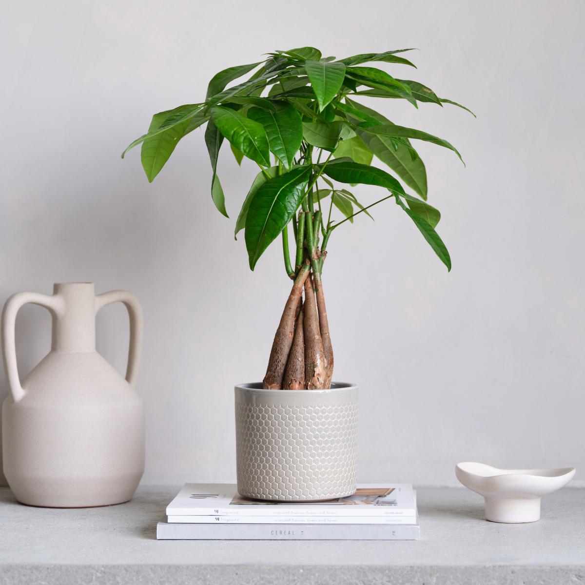 Money Tree House Plant in Capri Pot Ceramic Light Green – image 1