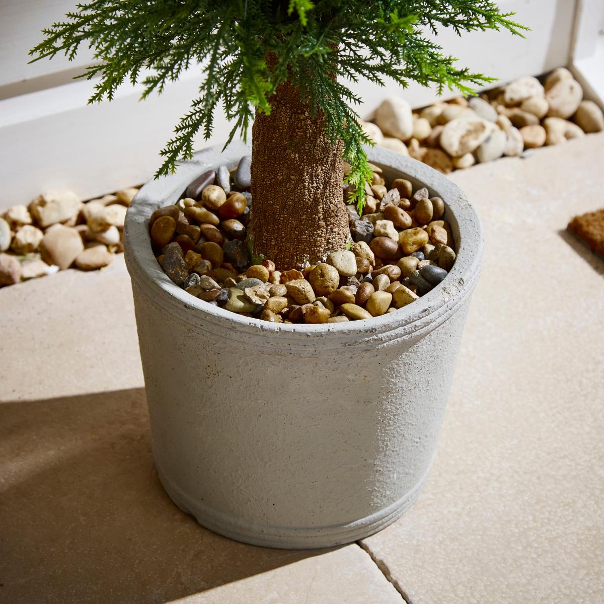 Cypress Tree in Cement Pot Green – image 2