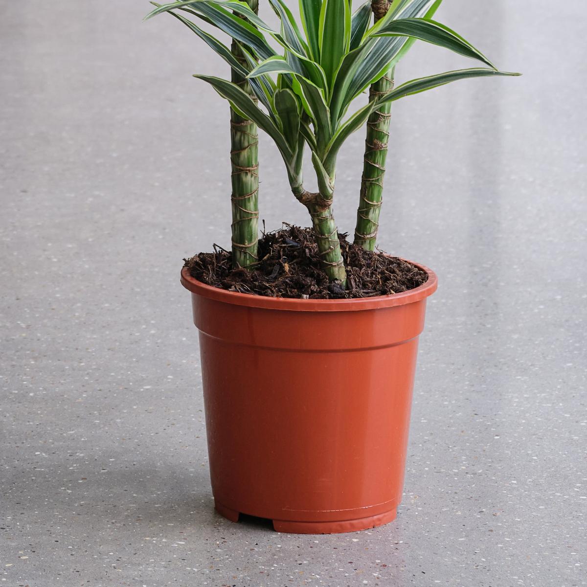 Dracaena Lemon & Lime House Plant Brown – image 3