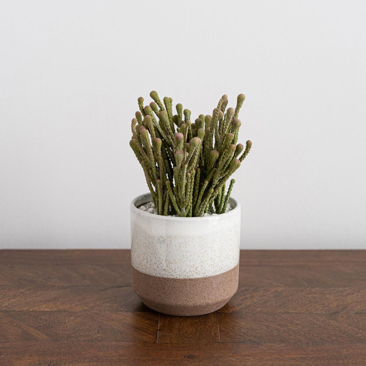Coastal Artificial Brunia in Two Tone Ceramic Pot Green – image 3