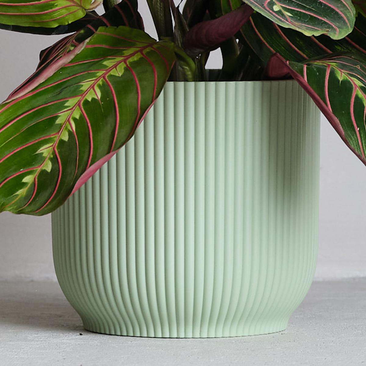 Prayer House Plant in Elho Pot Plastic Mint – image 3