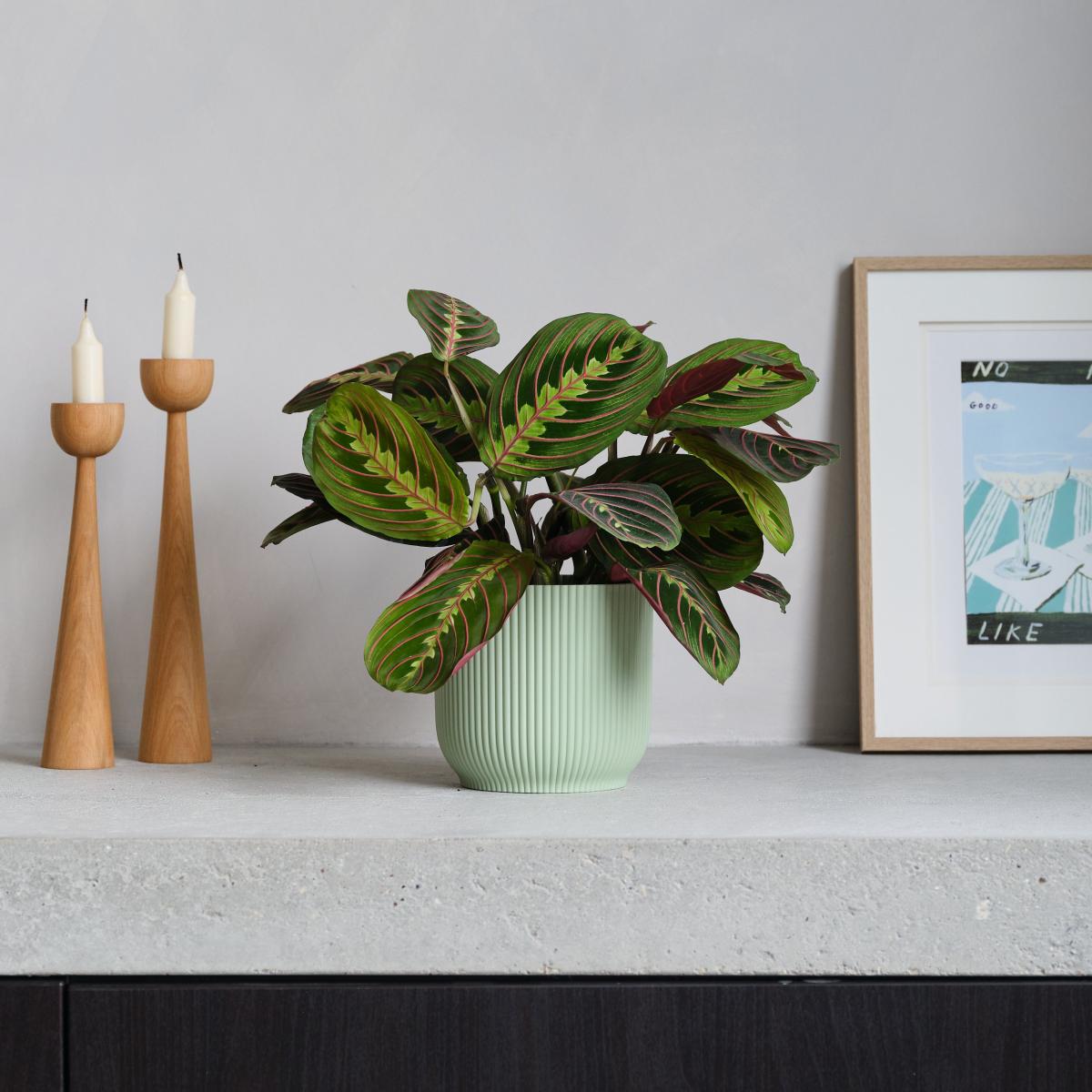 Prayer House Plant in Elho Pot Plastic Mint – image 1