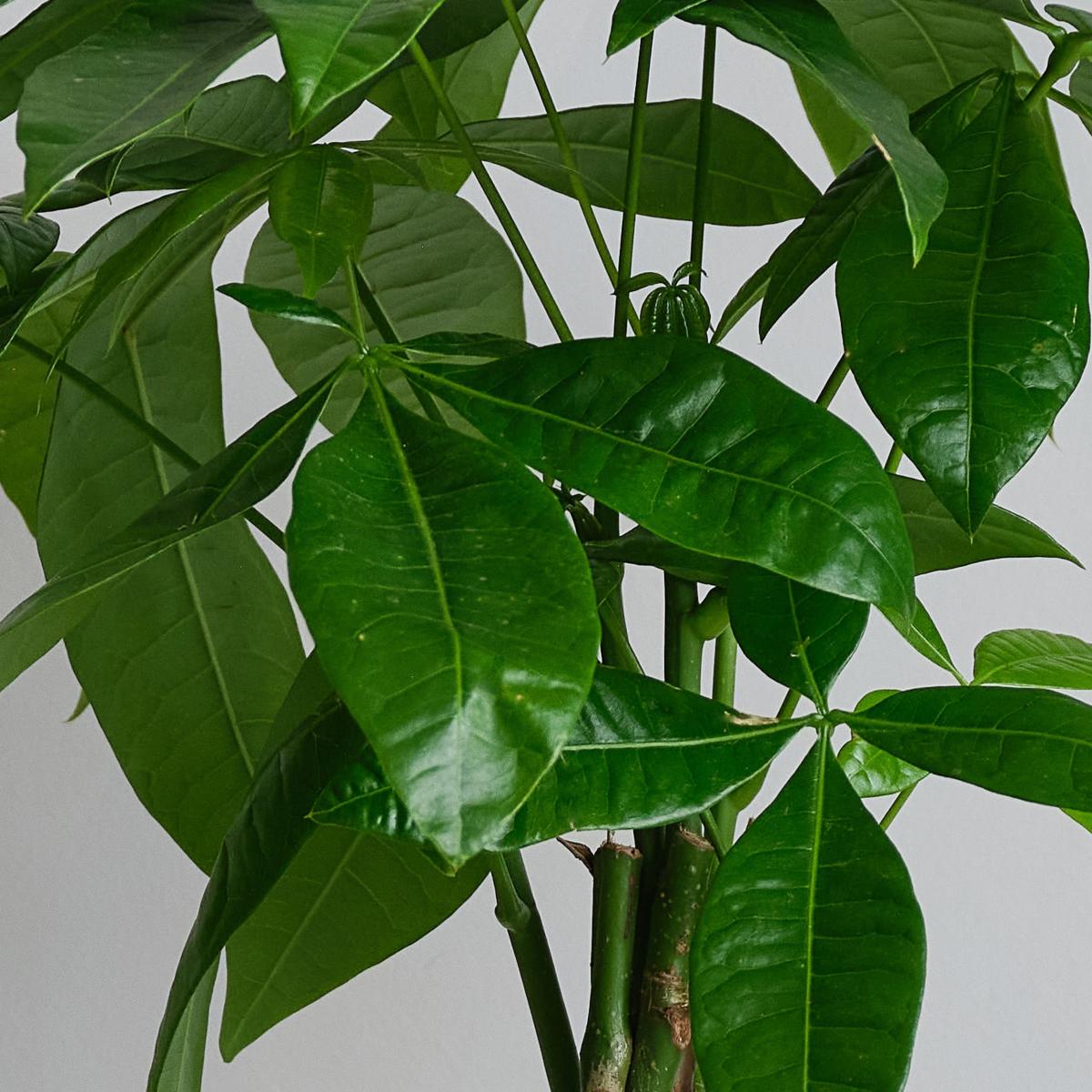 Money Tree Potted House Plant and Watering Can Bundle Ceramic Navy – image 2
