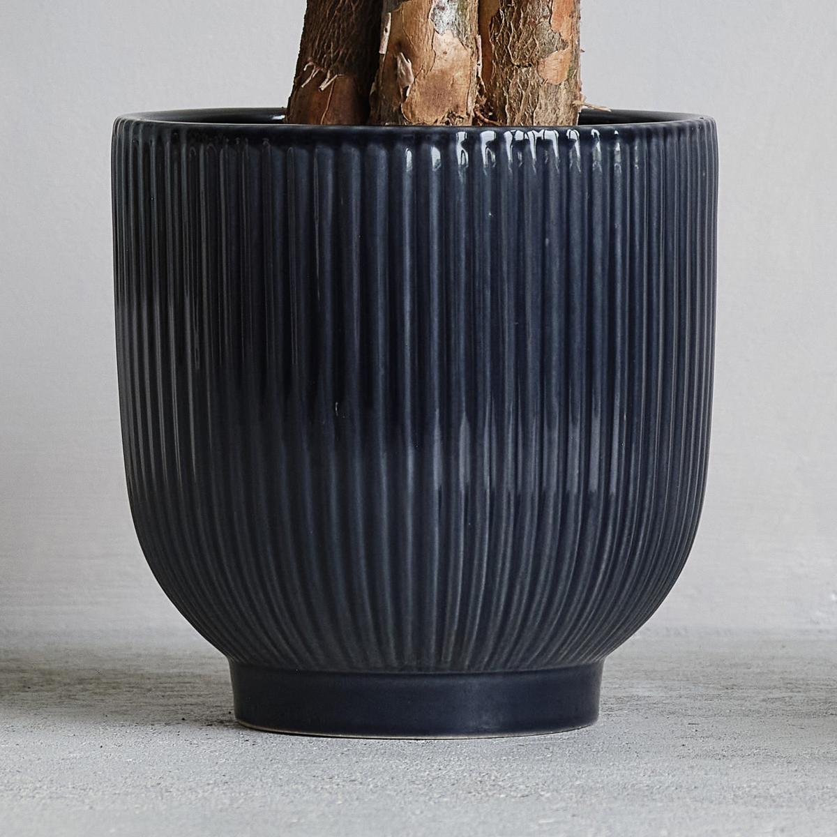 Money Tree Potted House Plant and Watering Can Bundle Ceramic Navy – image 3