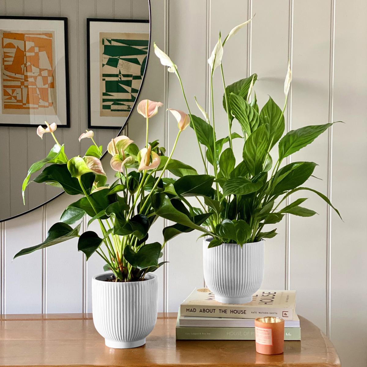 Beards & Daisies Air Purifying Pair Peace Lily and Peach Anthurium House Plant in Ribbed Pot Ceramic White – image 2