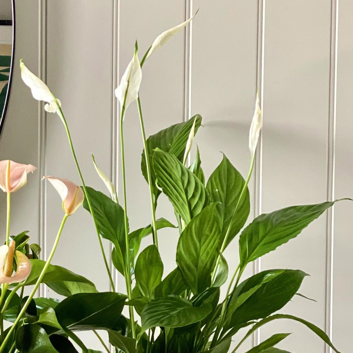 Beards & Daisies Air Purifying Pair Peace Lily and Peach Anthurium House Plant in Ribbed Pot Ceramic White – image 3
