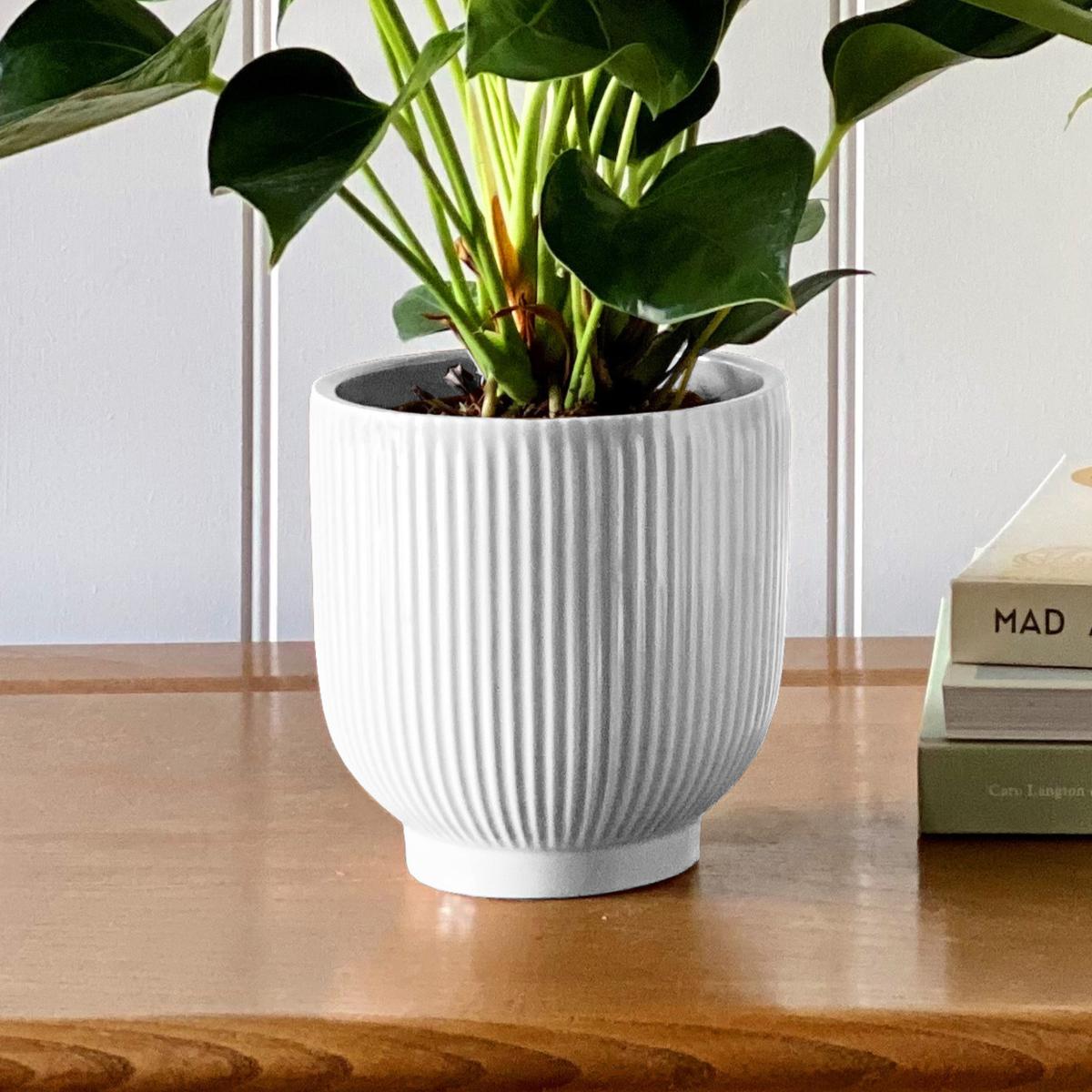 Beards & Daisies Air Purifying Pair Peace Lily and Peach Anthurium House Plant in Ribbed Pot Ceramic White – image 4