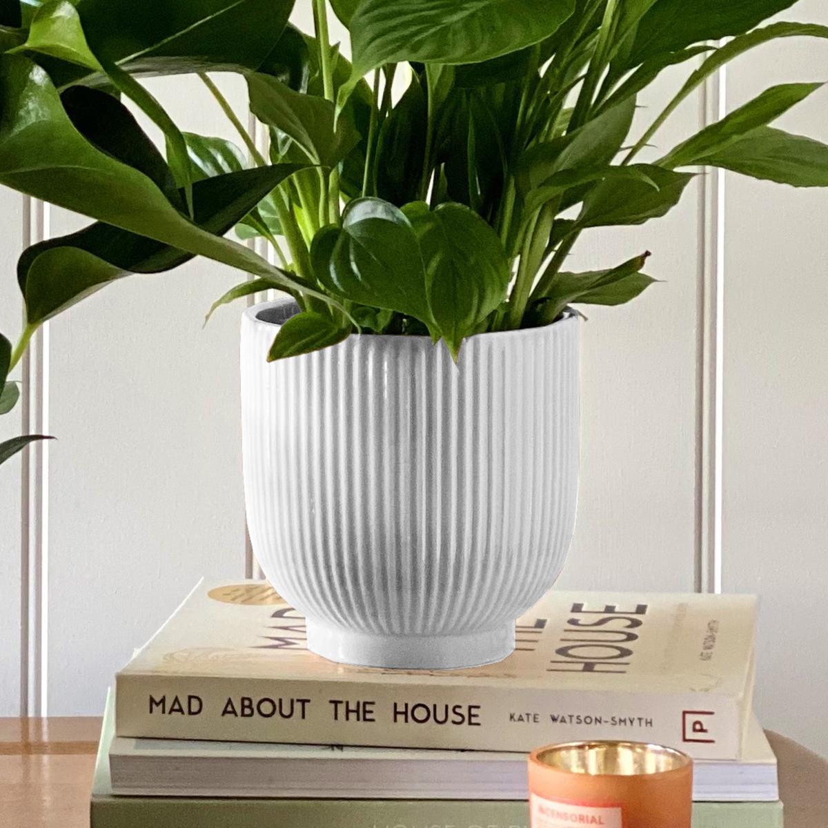Beards & Daisies Air Purifying Pair Peace Lily and Peach Anthurium House Plant in Ribbed Pot Ceramic White – image 5