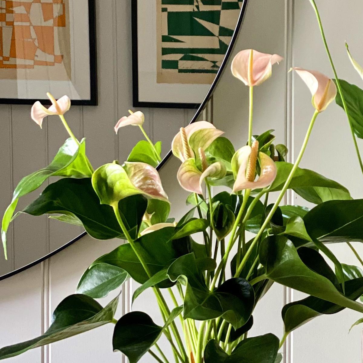 Beards & Daisies Air Purifying Pair Peace Lily and Peach Anthurium House Plant in Ribbed Pot Ceramic White – image 1