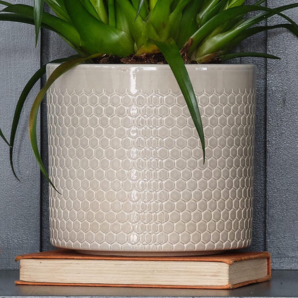 Vriesea Astrid House Plant in Capri Pot Ceramic Light Green – image 3