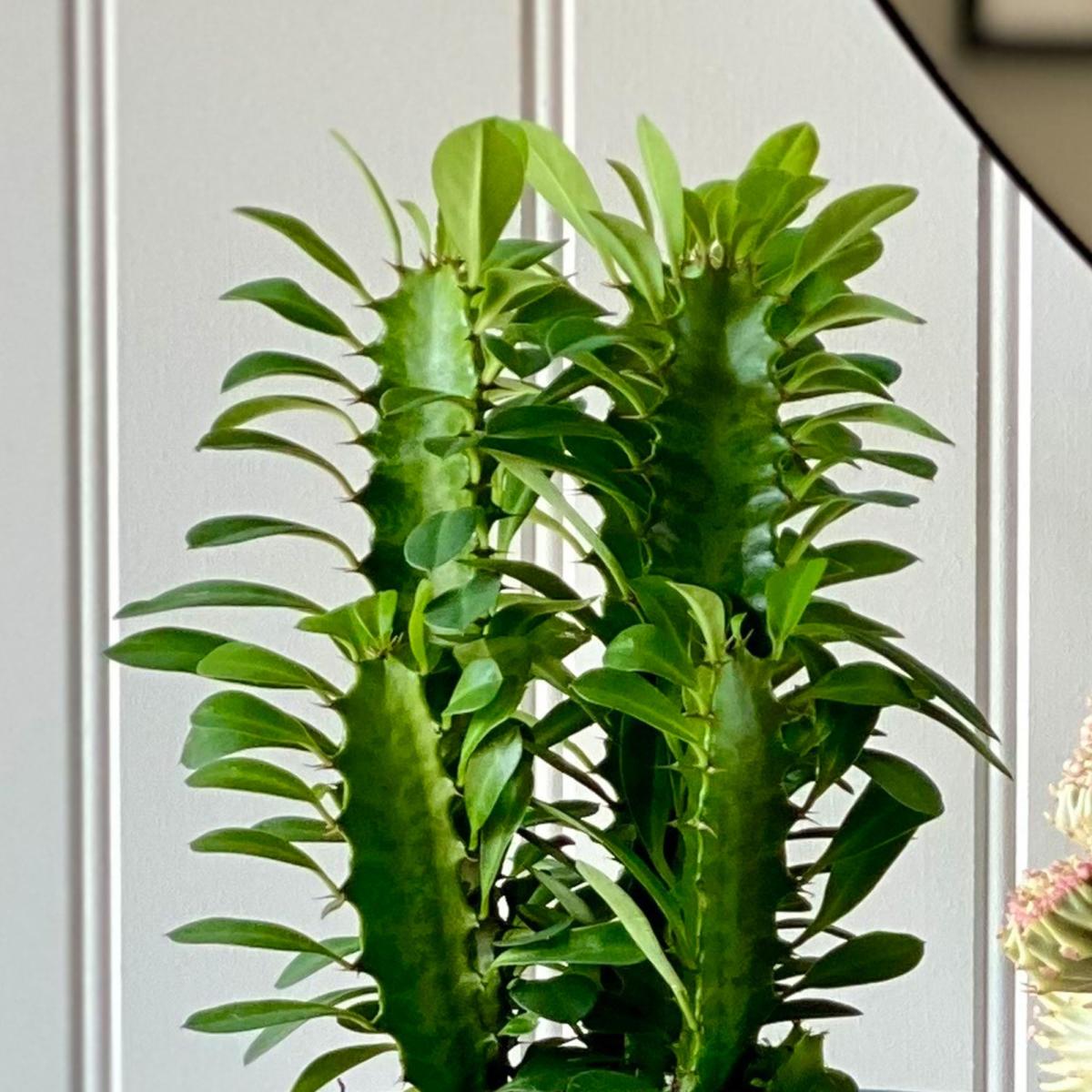 Cacti Potted House Plant Bundle Earthenware Graphite – image 2