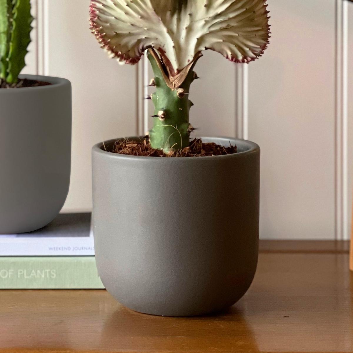 Cacti Potted House Plant Bundle Earthenware Graphite – image 4