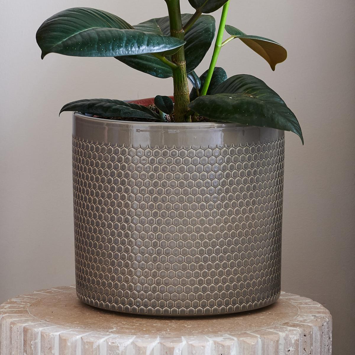 Beards & Daisies Rubber Plant House in Capri Pot Ceramic Light Green – image 3