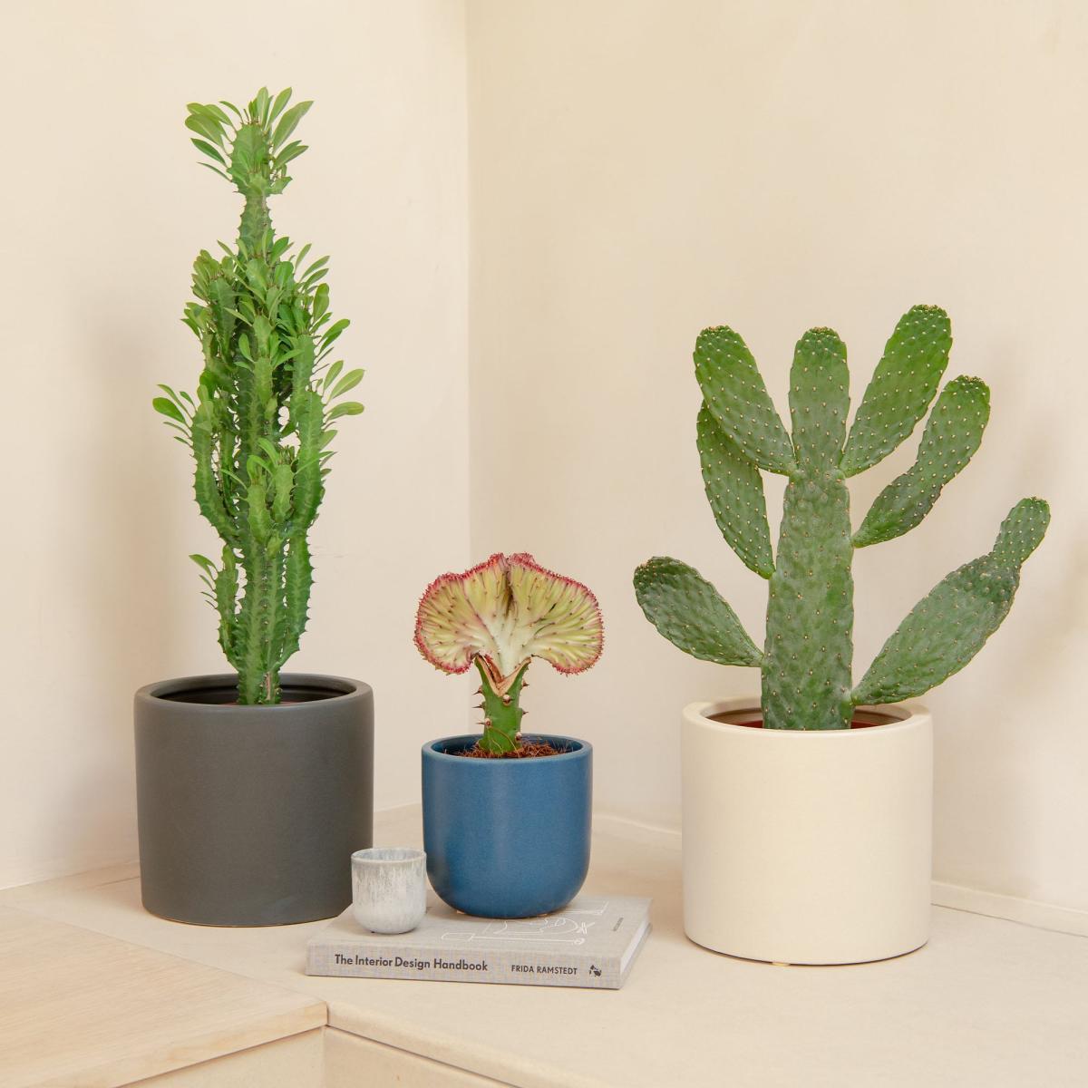 Cacti Trio Potted House Plant Bundle MultiColoured – image 2