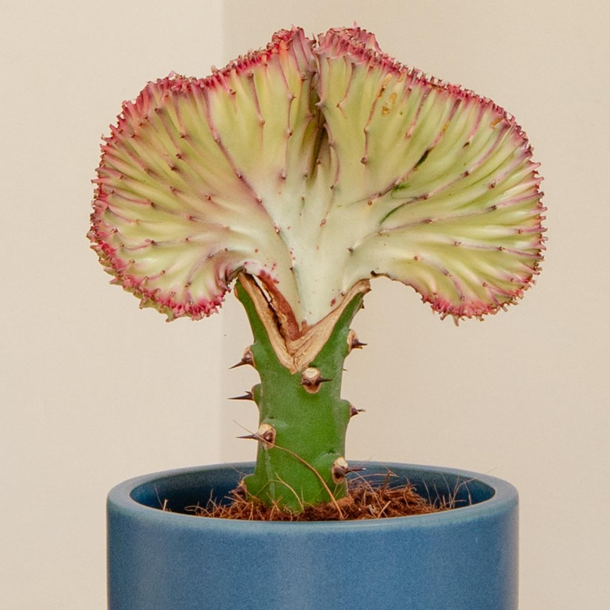 Cacti Trio Potted House Plant Bundle MultiColoured – image 3