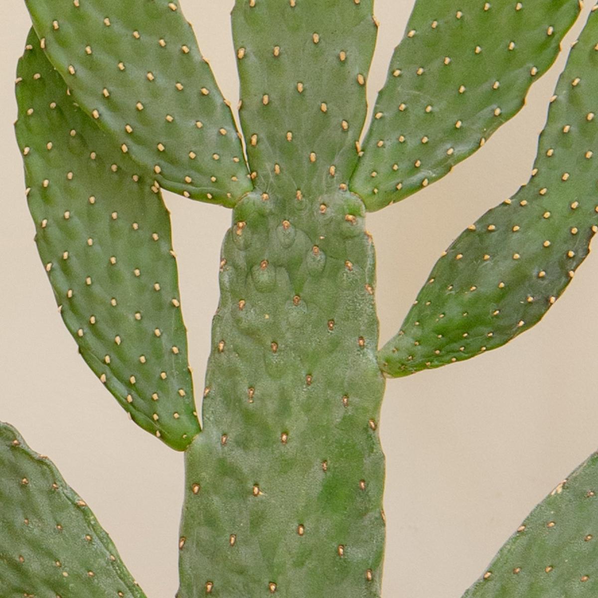 Cacti Trio Potted House Plant Bundle MultiColoured – image 4