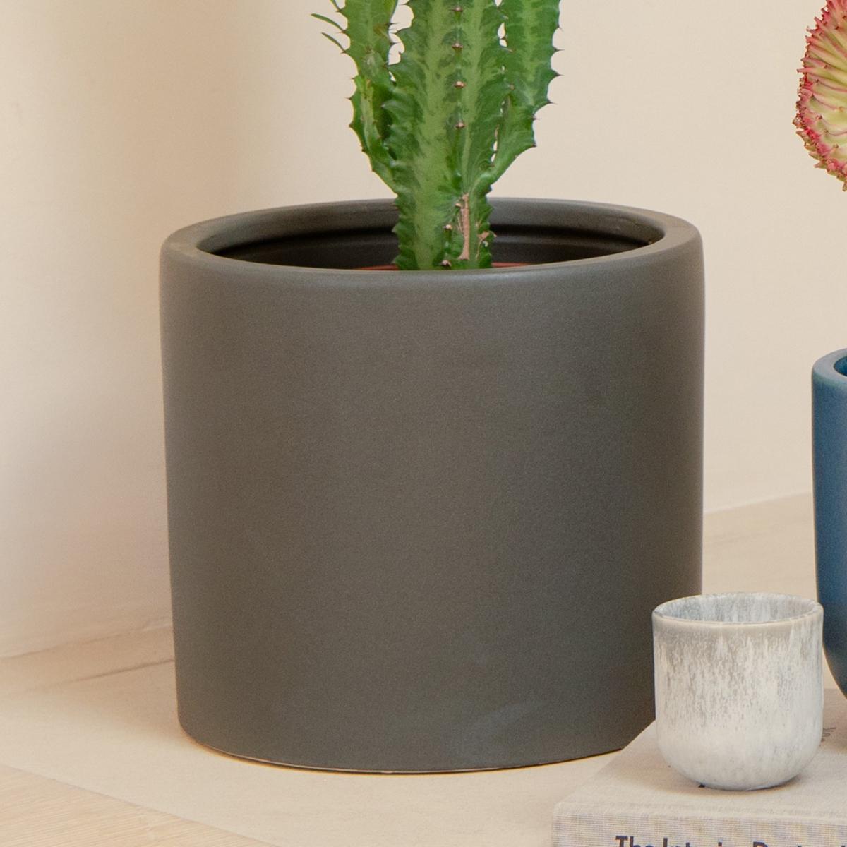 Cacti Trio Potted House Plant Bundle MultiColoured – image 5