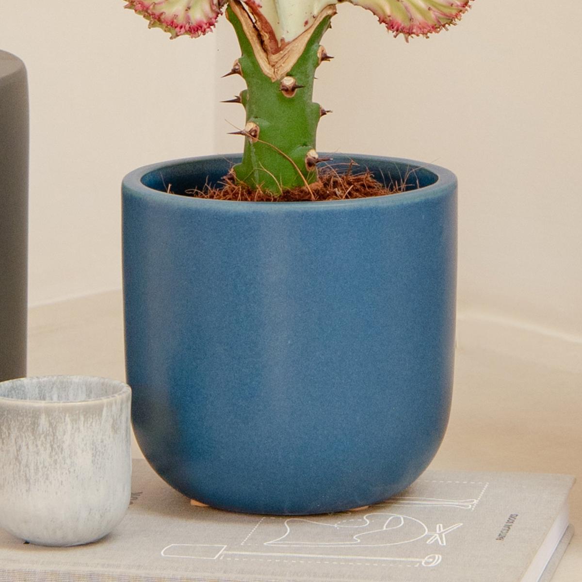 Cacti Trio Potted House Plant Bundle MultiColoured – image 6