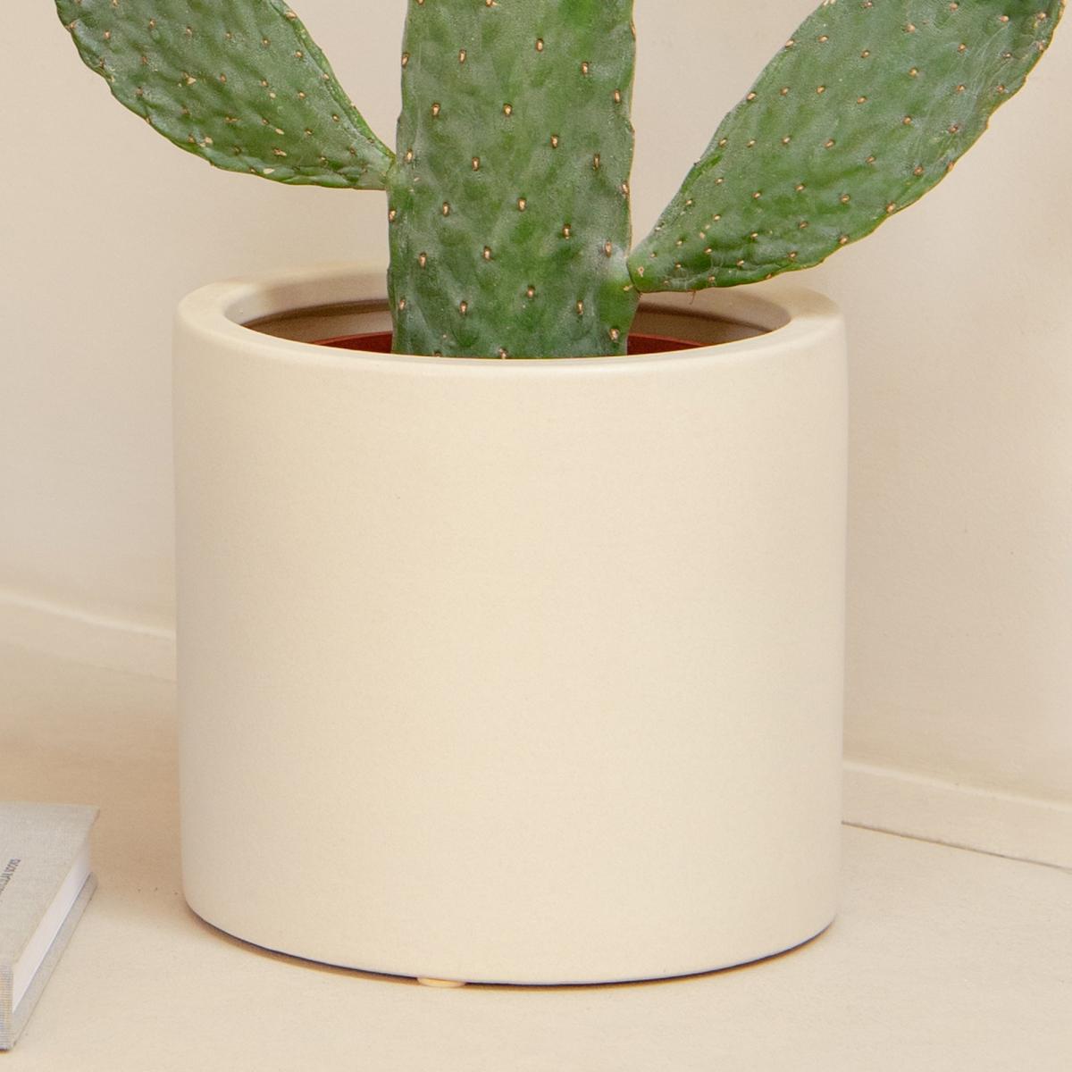 Cacti Trio Potted House Plant Bundle MultiColoured – image 7