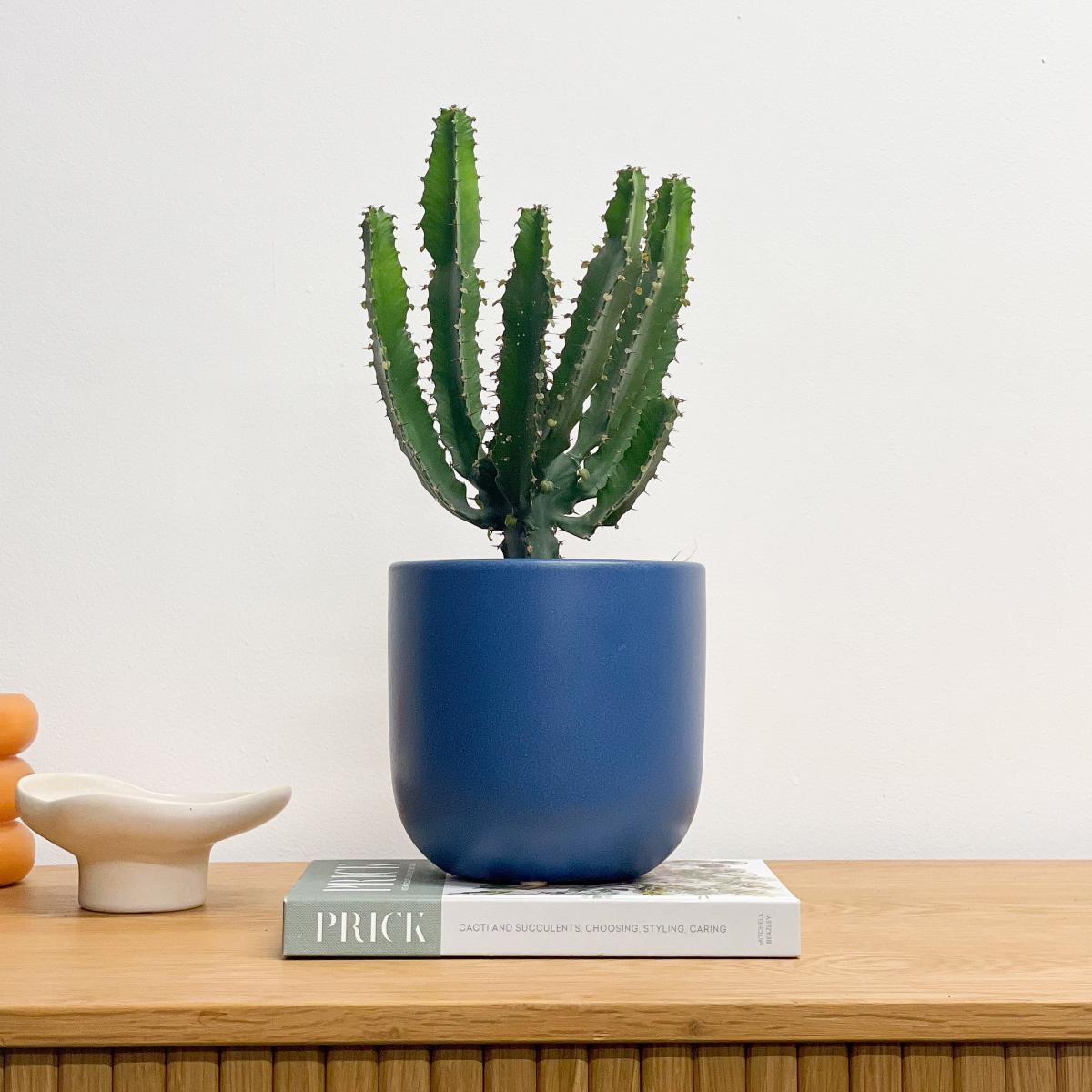 Beards & Daisies Euphorbia Triangularis House Plant in Earthenware Pot Earthenware Blue – image 2